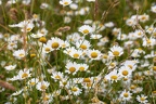 Wiesen Margeriten