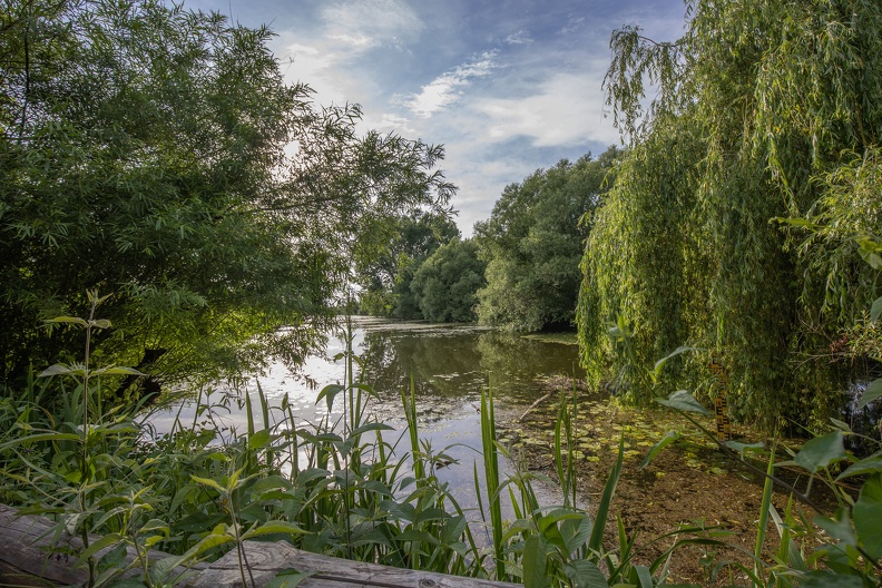 Vegetation im Naturschutzgebiet