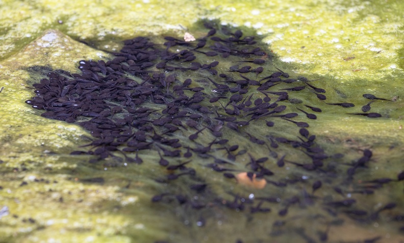 In den temporären Wasseransammlungen der Möllerung im Landschaftspark Nord ernähren sich dei Kaulquappen der Wechselkröte von Algen kaulquappen_wechselkroete_7112.jpg