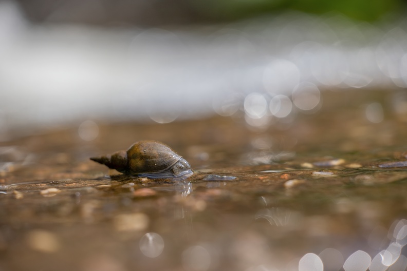 Spitzschlammschnecke 