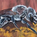 Wandgraffiti Honigbiene 