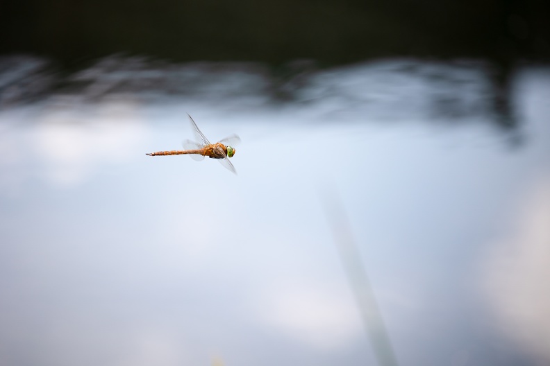 Der Libellenkörper gliedert sich -wie bei Insekten üblich- in die drei Abschnitte Kopf,Thorax (Brust) und Abdomen (Hinterleib) keilfleck_mosaikjungfer_2_6535.jpg