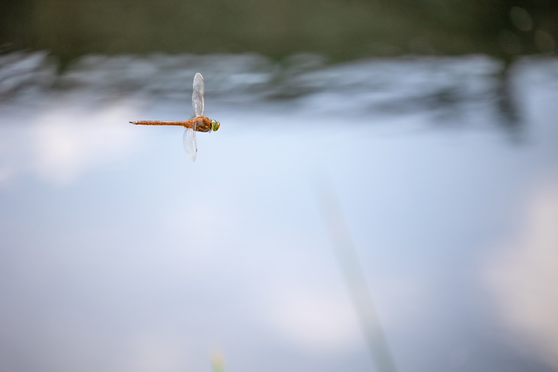 Dieses Serie aus 6 Bildern eines fliegenden Keilfleck-Mosaikjungfer Männchens zeigt die verschiedenen Flügelstellungen während der Aufnahmesequenz von einer Sekunde,in der 20 Bilder aufgenommen wurden keilfleck_mosaikjungfer_6_6547.jpg