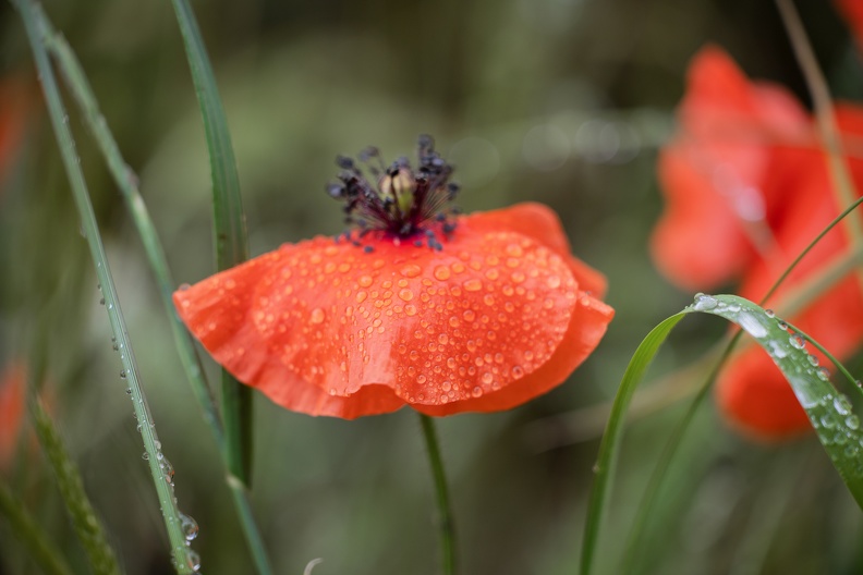 Mohn nach Gewitter