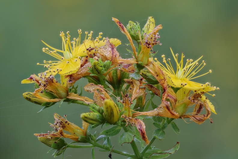 Johanniskrautblüte