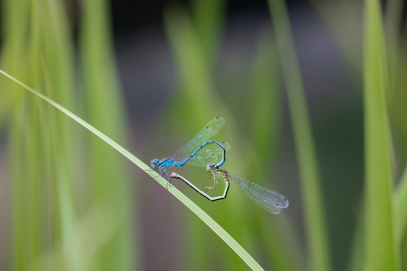 Nachdem das Männchen ein Weibchen mit den Hinterleibsanhängen ergriffen hat fliegen sie als Tandem auf einen Sitzplatz.Meist setzt sich nur das Männchen,während das Weibchen mit angezogenen Beinen in der Luft baumelt hufeisen_azurjungfern_kopula_2_6876.jpg