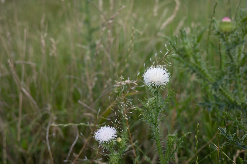 Weiße Kratzdistel