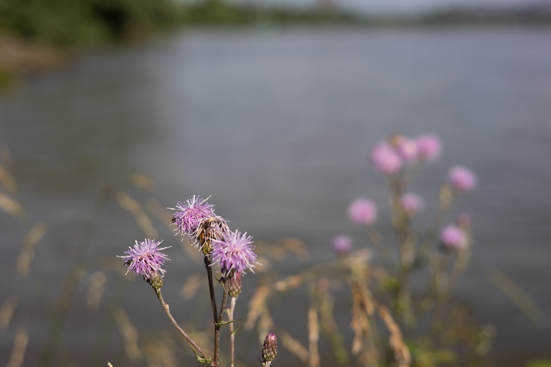 Disteln am Rhein 