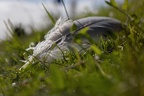 Feder im Gras (537 visits) Möwenfedern in den Rheinwiesen,nachdem die Jungvögel fliegen können beginnen die Altvögel mit de... Feder im Gras