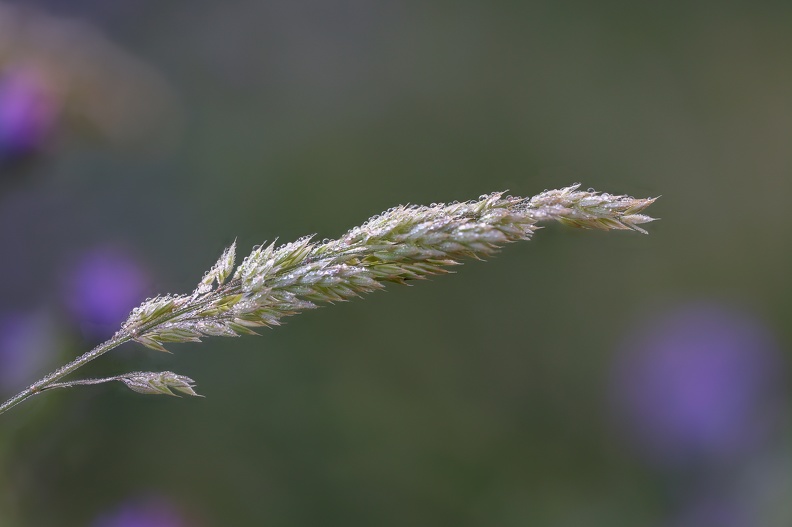 Gras im Regen