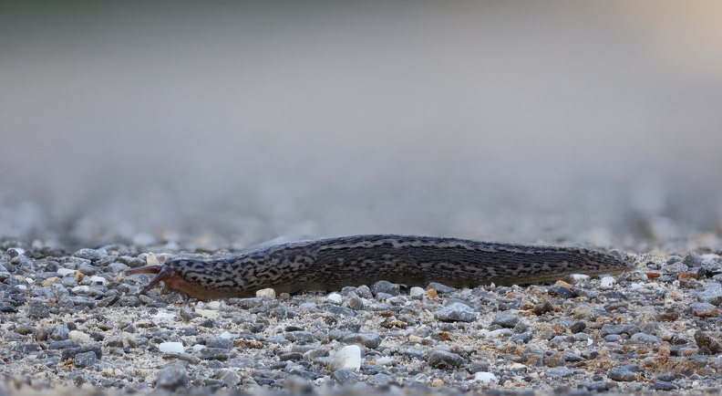 Tigerschnegel sind nachtaktiv und verstecken sich tagsüber, können aber – vor allem nach Regen – auch tagsüber gesichtet werden.Die Art war vermutlich ursprünglich in Süd- und Westeuropa beheimatet. Sie hat sich aber inzwischen in ganz Mitteleuropa – hauptsächlich wohl durch anthropogene Verschleppung – verbreitet und tritt mittlerweile auch in anderen Regionen der Welt als Neozoon auf.
Sie ernähren sich von Pilzen, welken und abgestorbenen, selten auch frischen Pflanzenteilen sowie von Aas und räuberisch von anderen Nacktschnecken. Der Tigerschnegel kann dabei Exemplare überwältigen, die ebenso groß sind wie er selbst. Weil Schnegel, unabhängig von ihrer Größe, die Eier anderer Schnecken und deren Nachkommen fressen, sind sie vor allem in Gemüsegärten als Nützlinge und nicht als Schädlinge anzusehen,leider ist dies kaum bekannt. tigerschnegel_(C,Smoothing6)3461.jpg