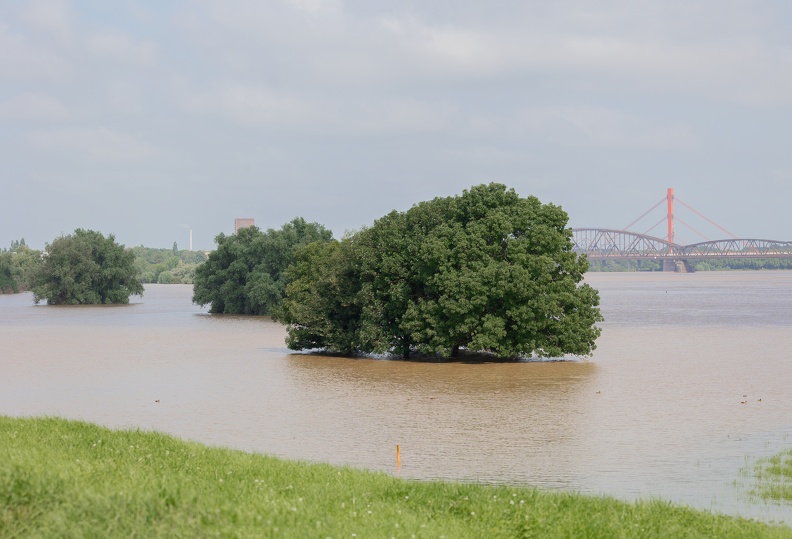 Bäume im Hochwasser