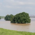 Bäume im Hochwasser