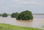 Bäume im Hochwasser