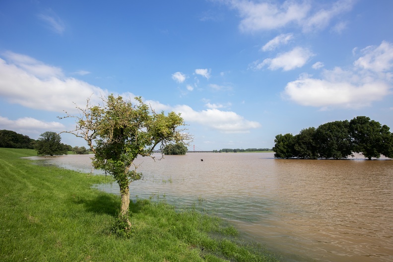 Bäume bei Hochwasser