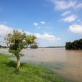 Bäume bei Hochwasser