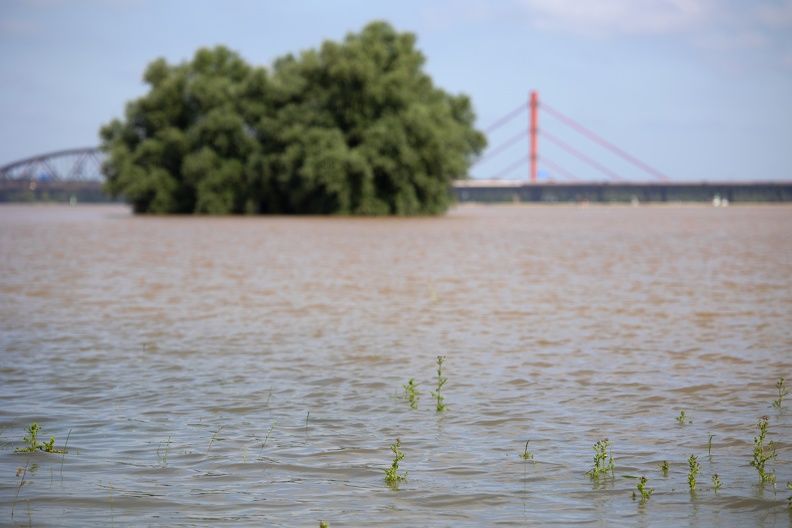 Disteln im Hochwasser