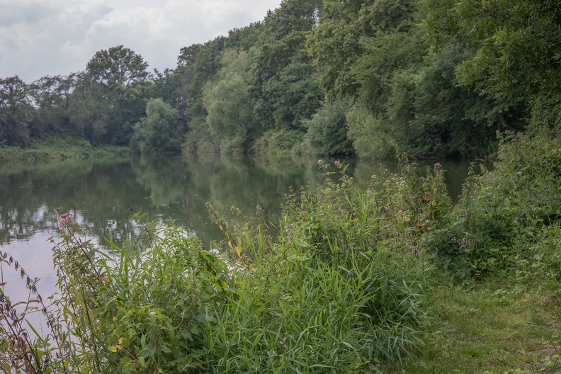 Ufervegetation am Teich angelteich_repelen_6323.jpg