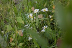 Margeriten