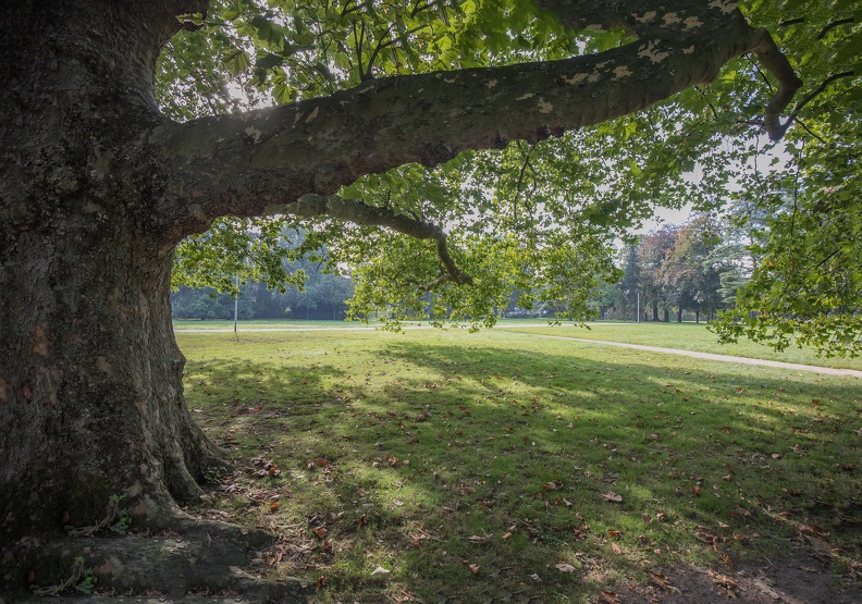 Platane im Schloßpark