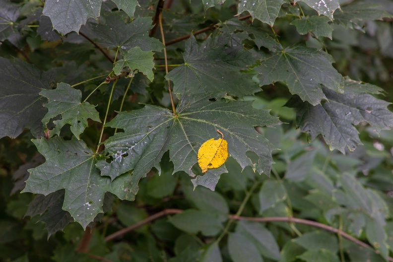 Birkenblatt im Herbst 