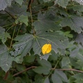 Birkenblatt im Herbst 