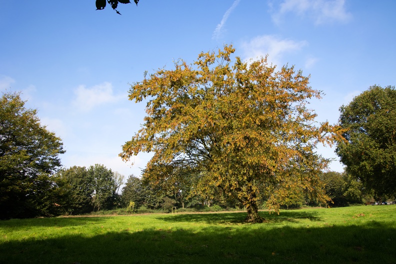 Eiche im Herbst