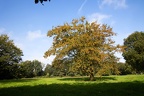 Eiche im Herbst