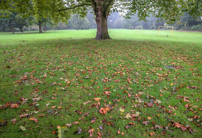 Herbstlaub 