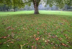 Herbstlaub 