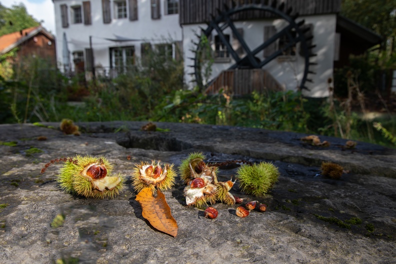 Esskastanien auf einem Mühlstein vor der Aumühle,die Früchte sind in der Cupula oder Becherhülle gut geschützt kastanien_aumuehle_8136.jpg