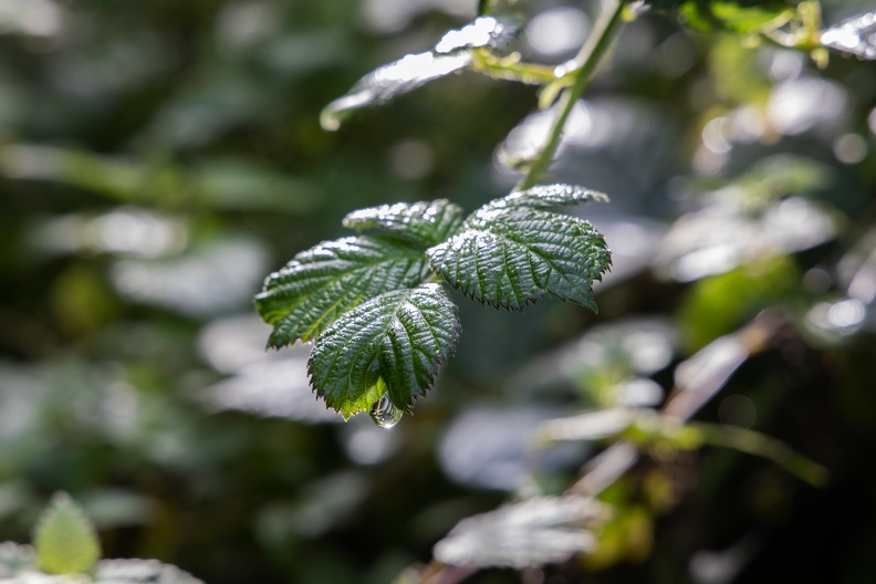 Brombeere mit Wassertropfen 