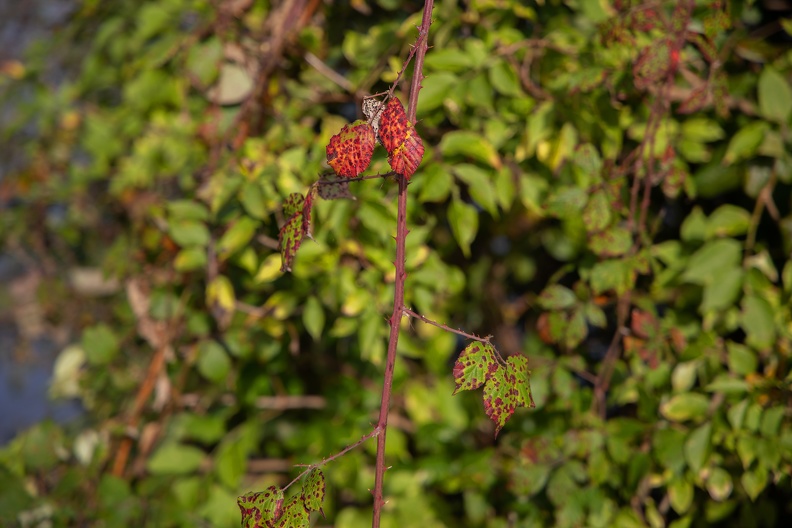 brombeere-herbst_schwafheimer_meer_8686.jpg