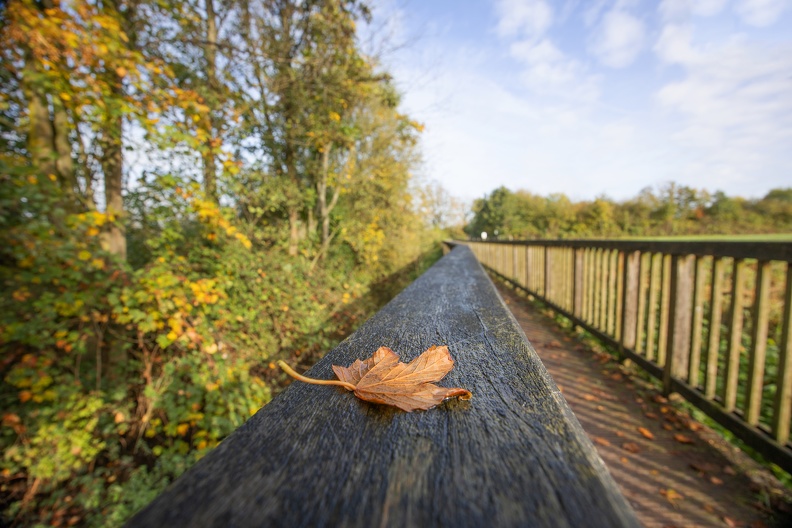 herbstblatt_schwafheimer_meer_8679.jpg