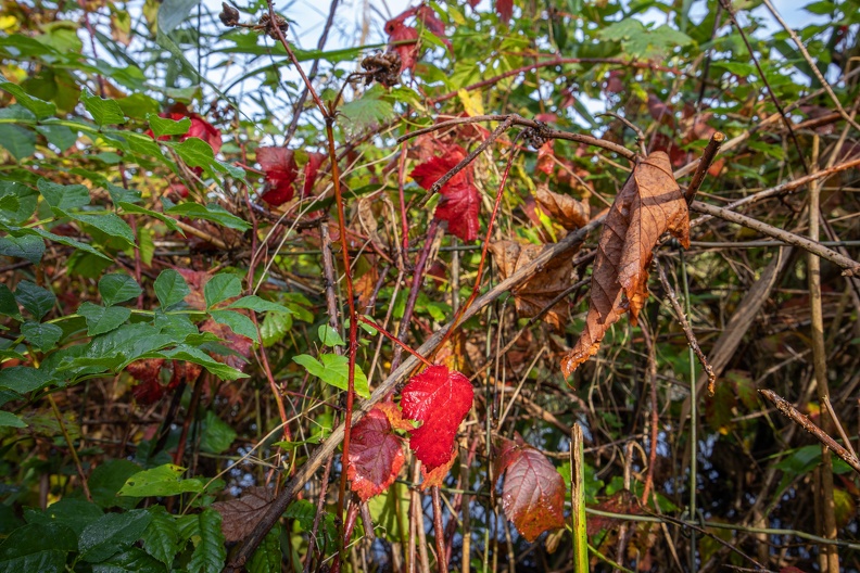 Bunte Brombeerblätter