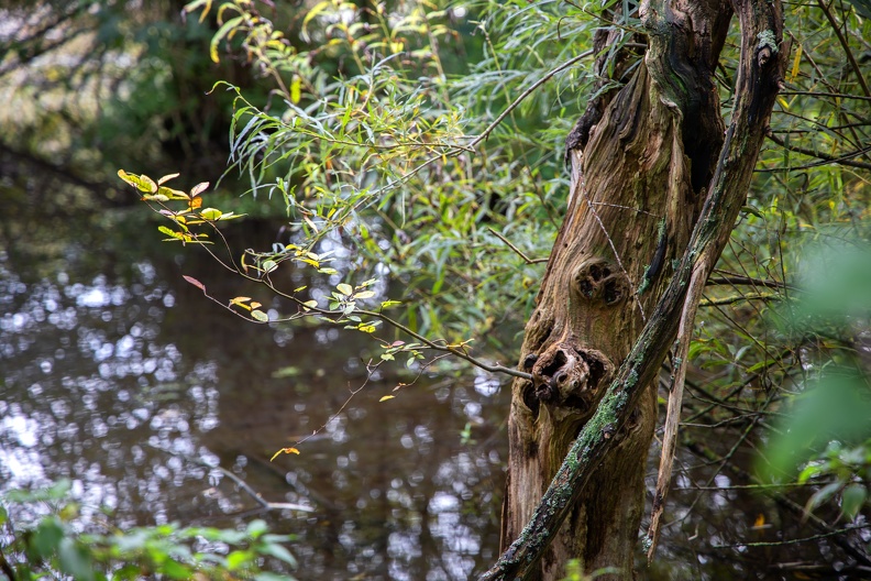 Kopfbaum im Wasser