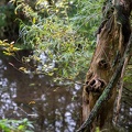 Kopfbaum im Wasser