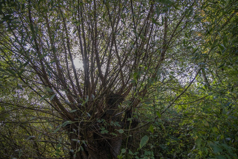 Kopfbaum