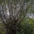 Kopfbaum