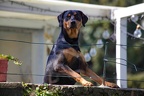Hund an der Mauer