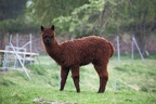 Braune Wolle