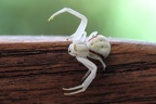 Veränderliche Krabbenspinne
