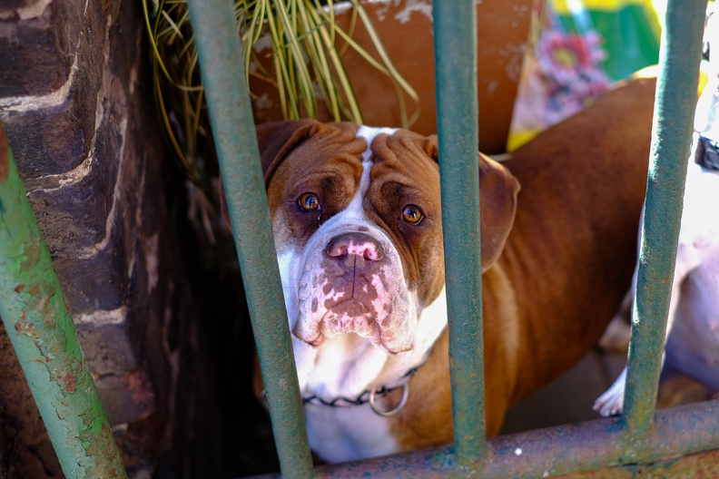 Blick der Bulldogge