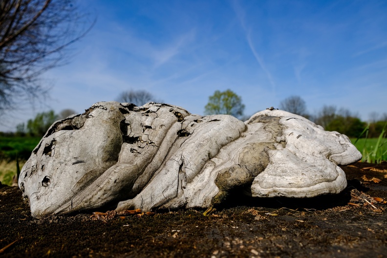 Pilz oder Holz?