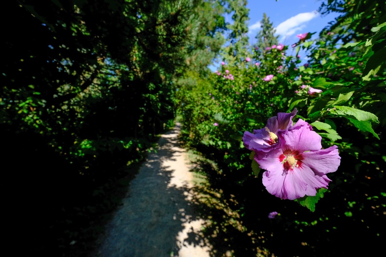 Hibiscus am Wegesrand