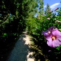 Hibiscus am Wegesrand