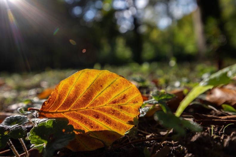 Herbstlaub