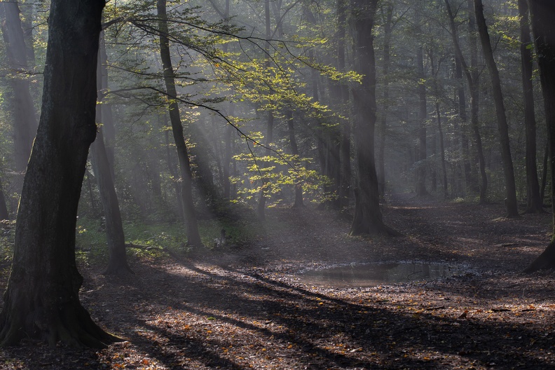 Herbstmorgen