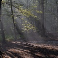 stadtwald_herbstmorgen_8639.jpg