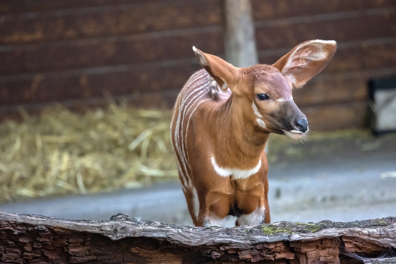 Das am 11 Juni geborene weibliche Jungtier der ostafrikanischen Bongo-Antilope ist nach 11 Jahren wieder der erste Nachwuchs der fast ausgerotteten Tierart im Zoo Duisburg bongokalb_2104.jpg